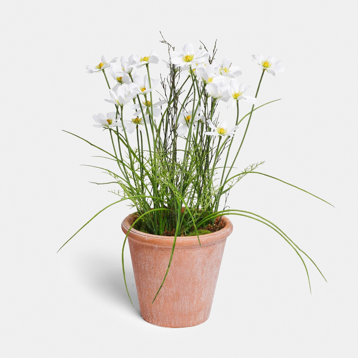 Dekorativní rostlina Harmoise