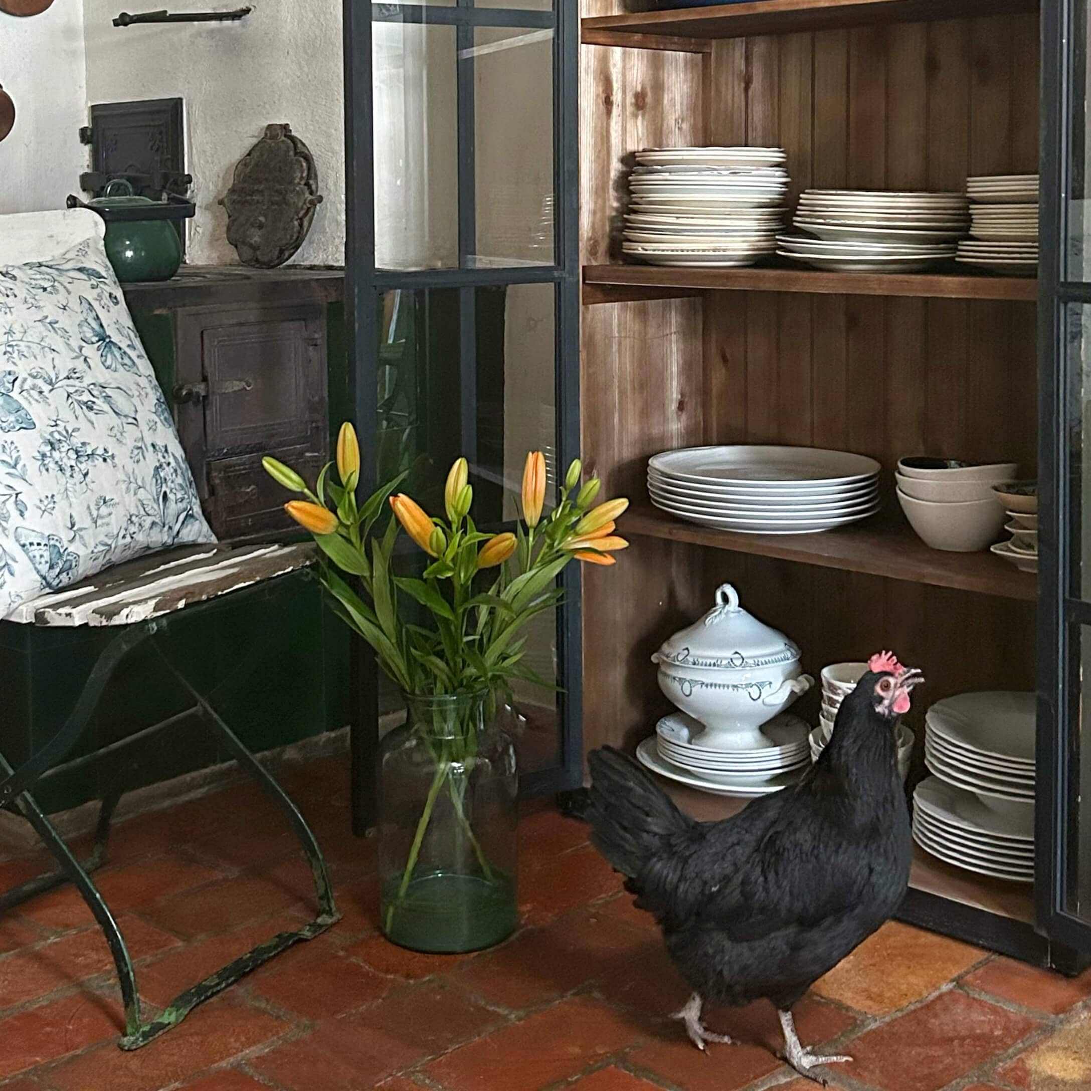 Černé kuře před dřevěnou skříňkou s bílým porcelánem a oranžovými liliemi ve skleněné váze