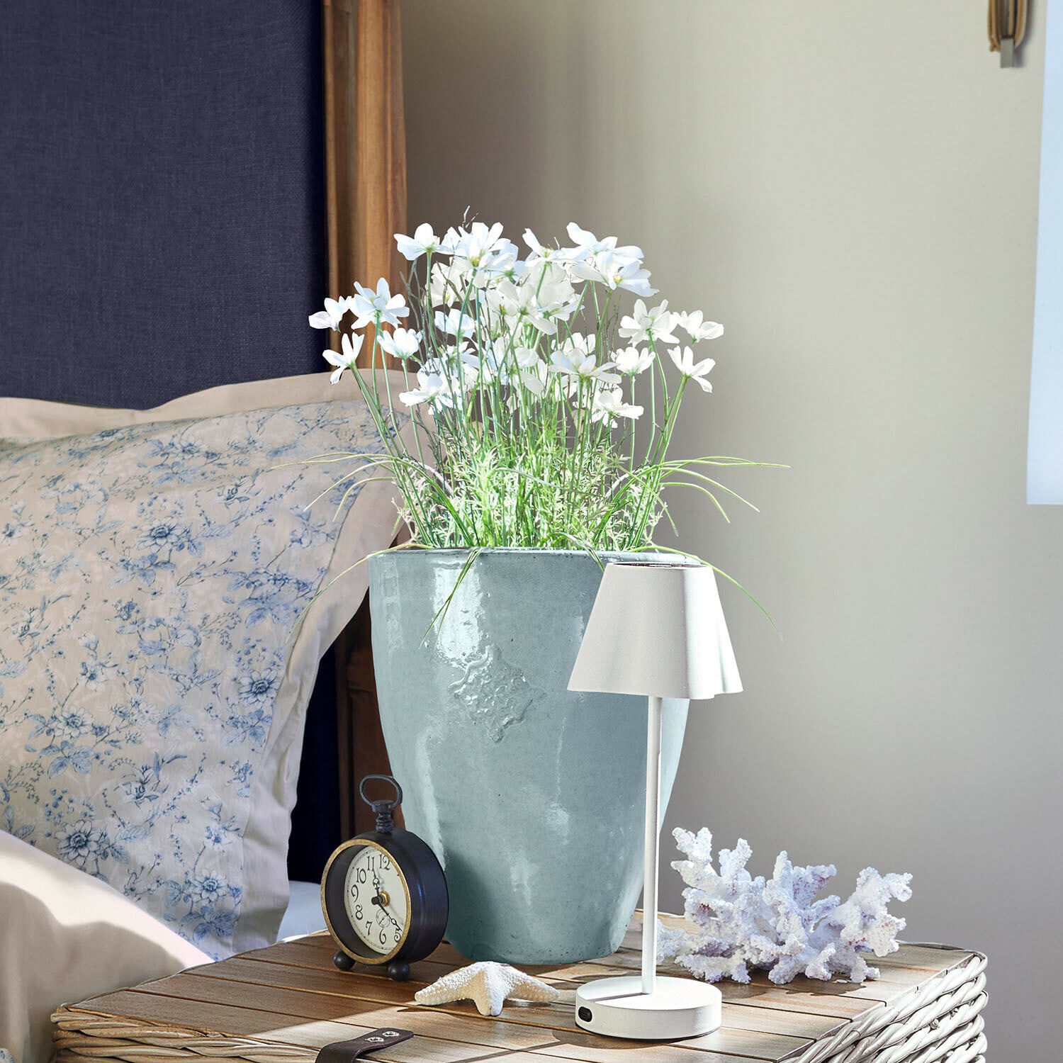 Dekorativní rostlina Harmoise