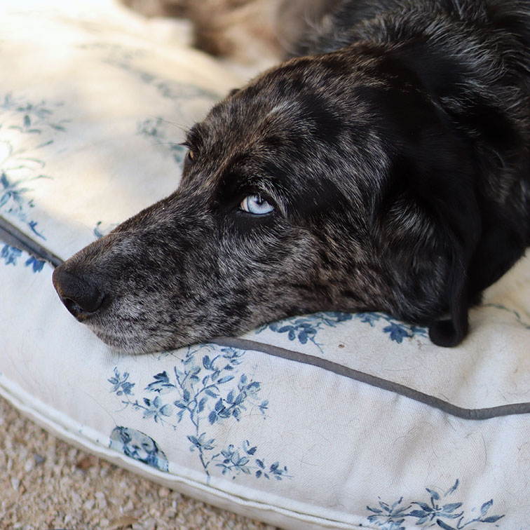 Pes s mramorovou srstí a modrýma očima leží na bílém polštáři s modrým květinovým vzorem