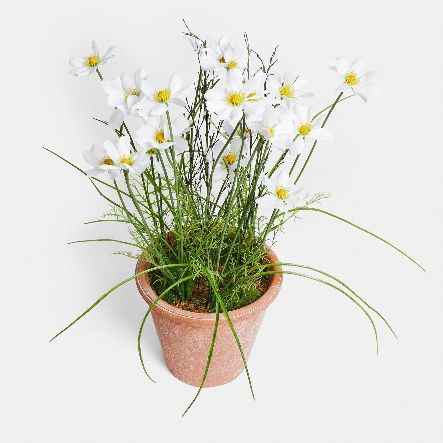 Dekorativní rostlina Harmoise