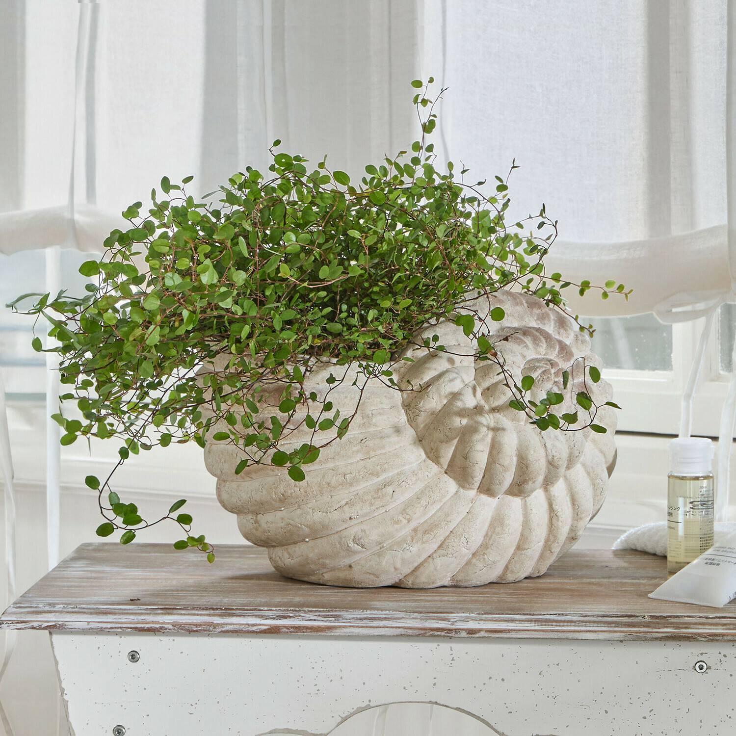 Květináč ve tvaru mušle z světlého kamene s zelenou rostlinou na dřevěném stole v světlé místnosti