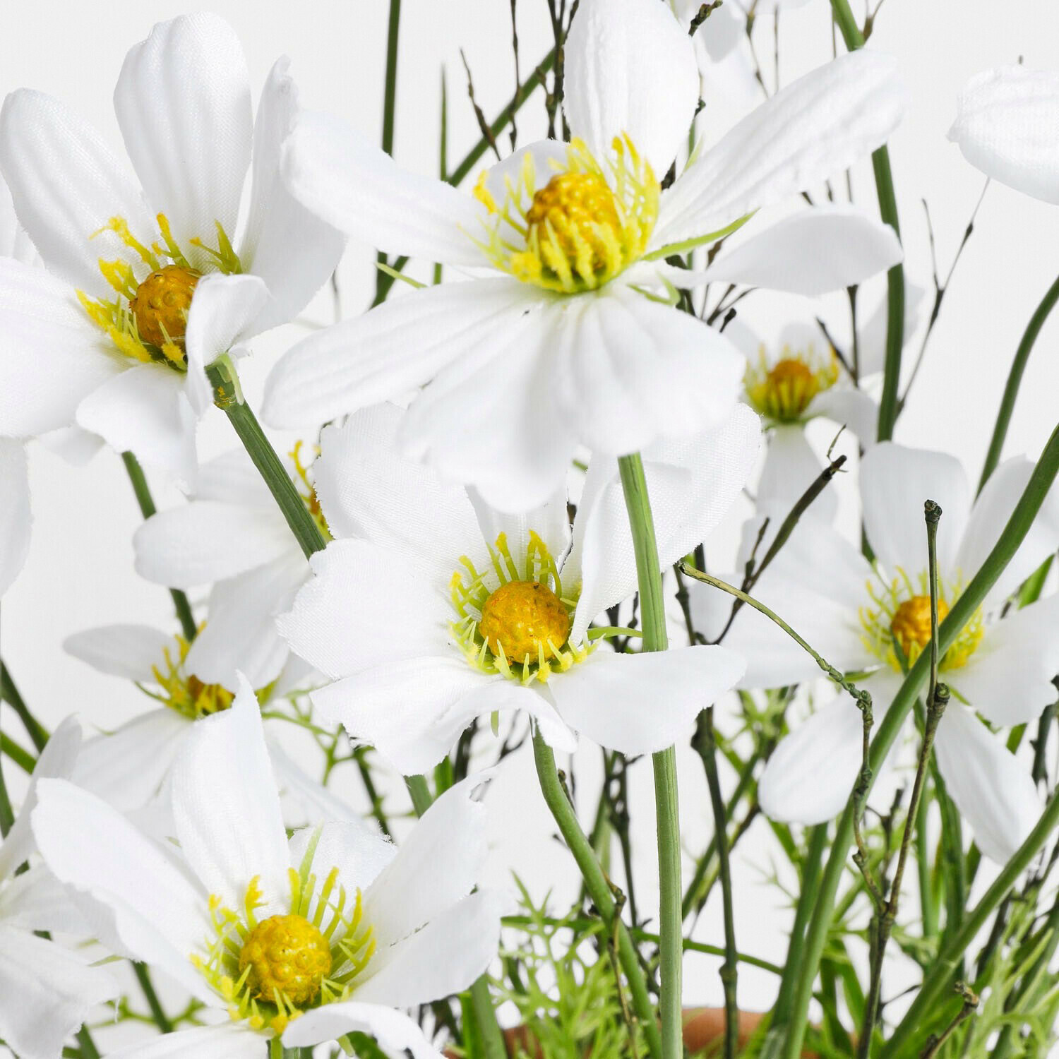 Dekorativní rostlina Harmoise