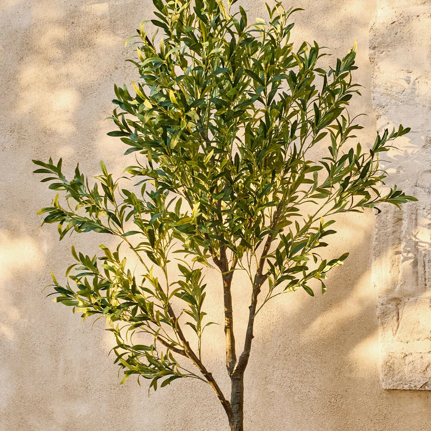 Dekorativní olivovník Faelira