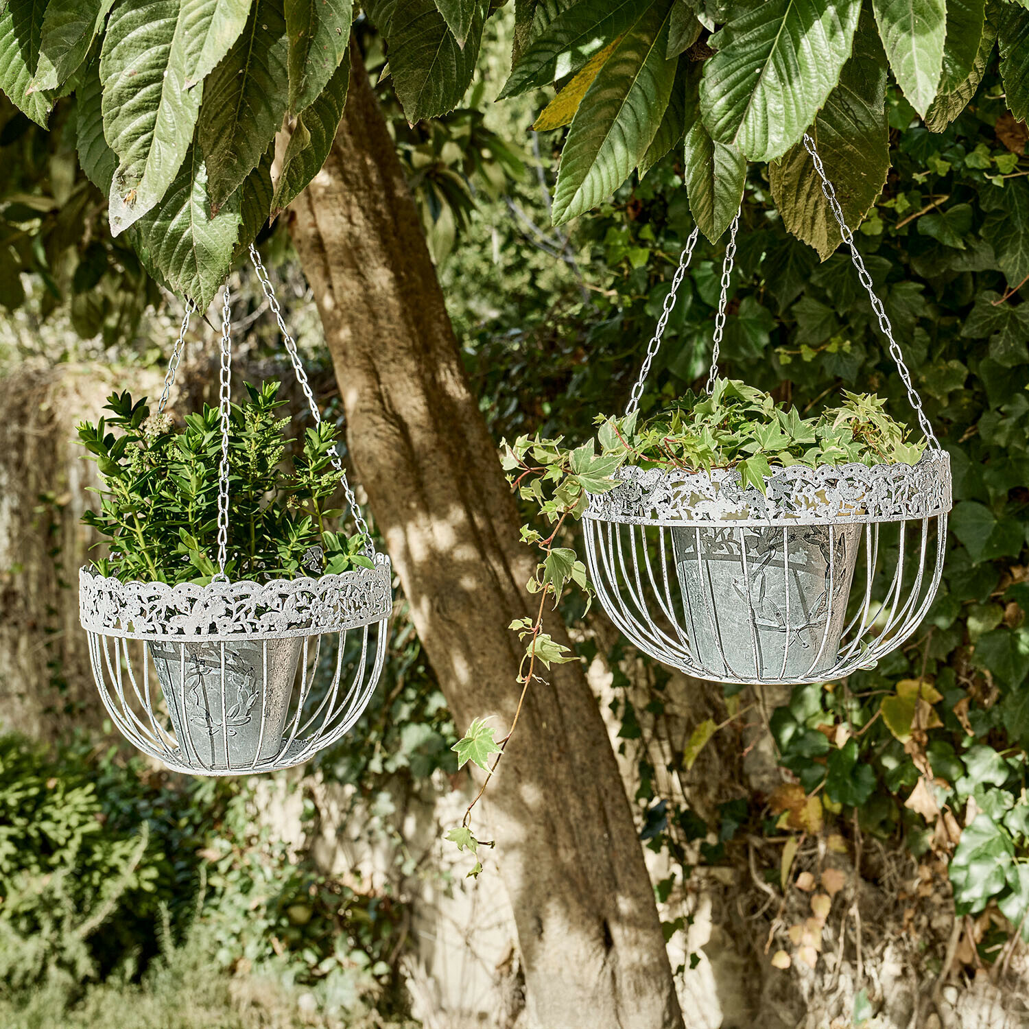 Dva bílé kovové závěsné koše s zelenými rostlinami zavěšené na stromě v zahradě