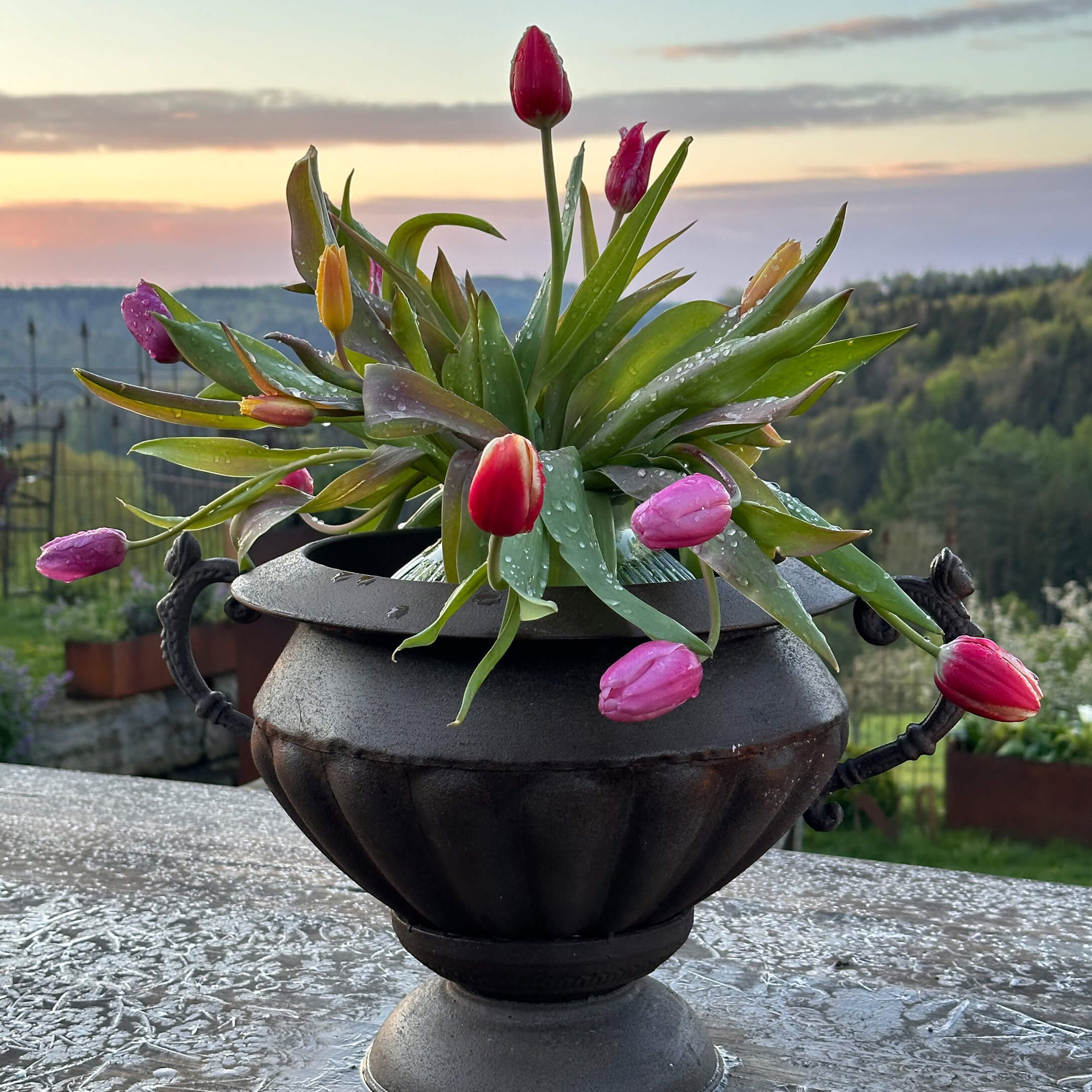 Černá kovová váza s barevnými tulipány a kapkami rosy na pozadí zahrady při západu slunce.