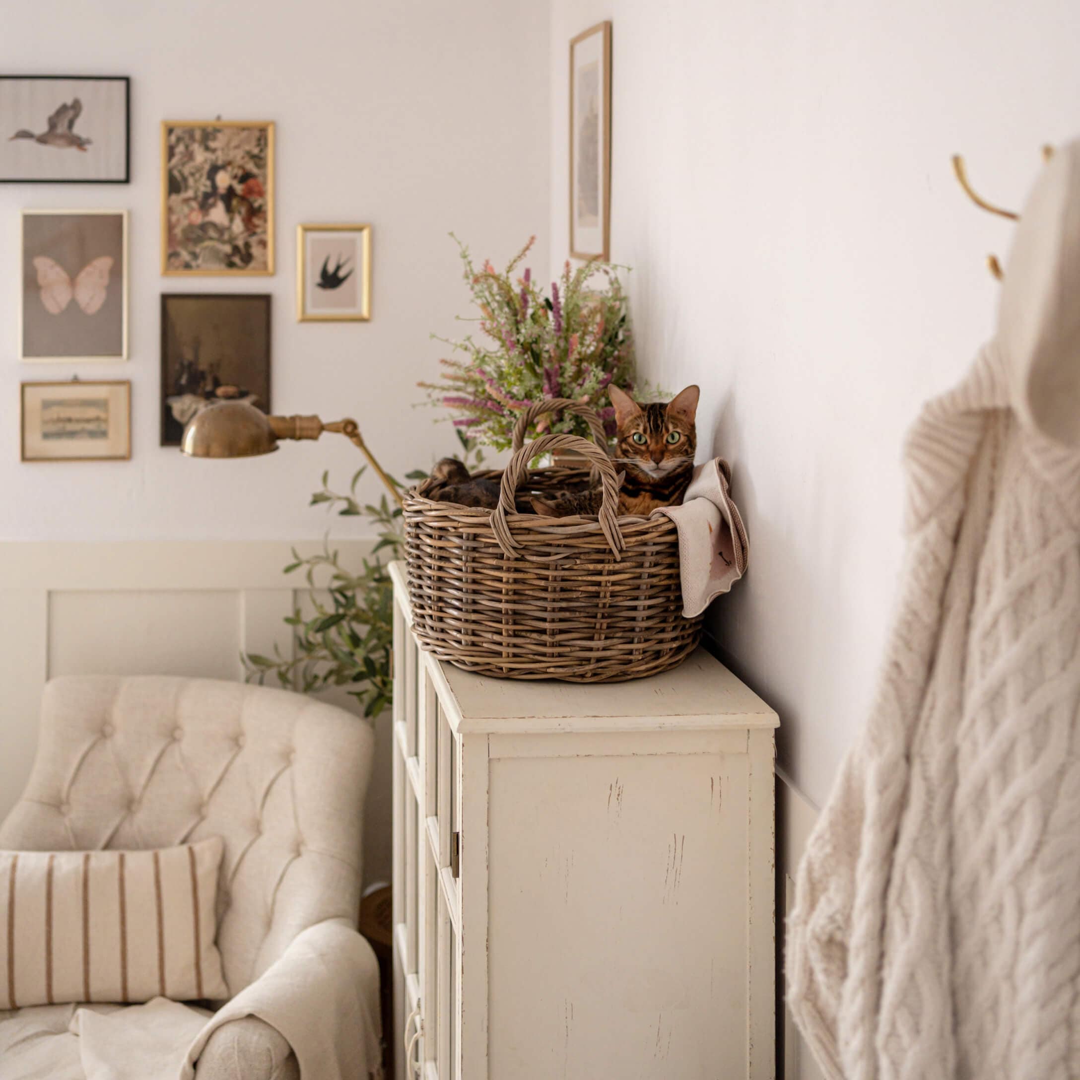 Hnědá kočka v proutěném koši na bílé komodě v útulném obývacím pokoji s béžovým křeslem a nástěnnými dekoracemi