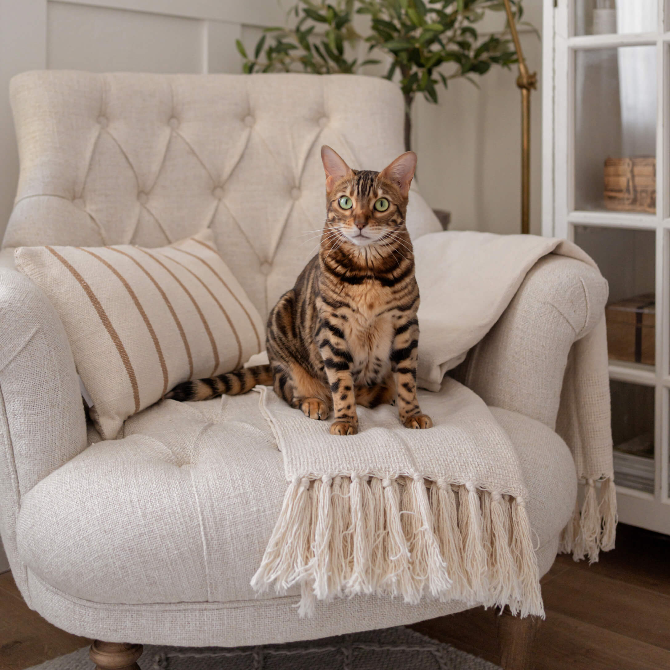 Hnědá pruhovaná kočka sedí na krémovém látkovém křesle s dekorativní dekou a polštářem