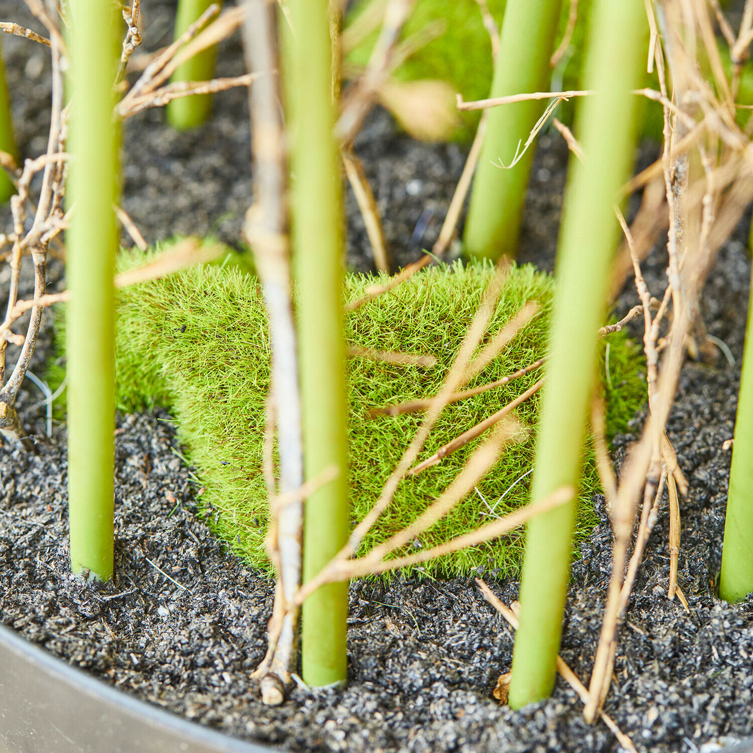 Dekorativní rákos Clarisa